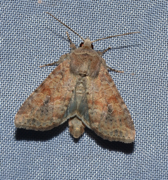 Noctuidae: Parastichtis suspecta